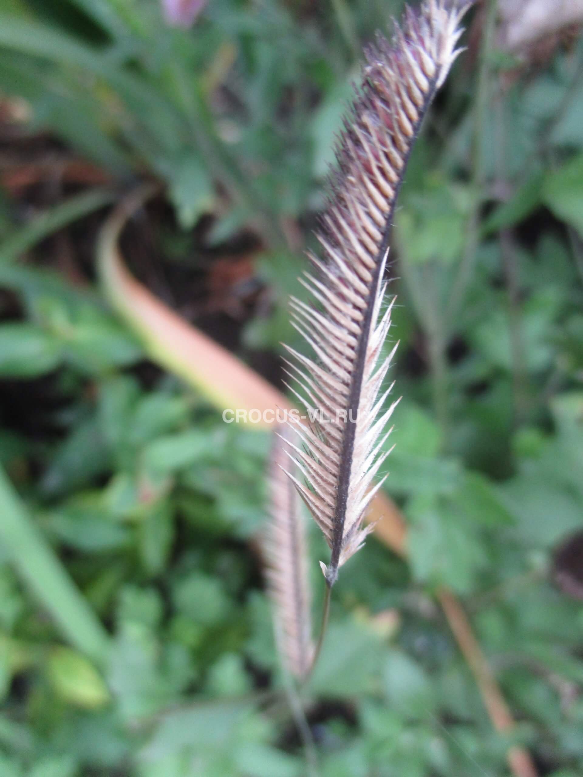 Бутелуа изящная Бутелуа изящная